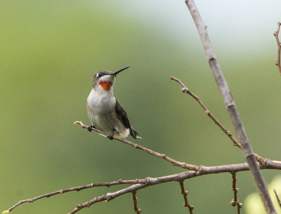 Juvenile male Ruby-throated Hummingbird