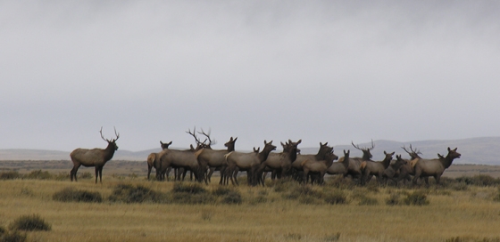 Montana Elk