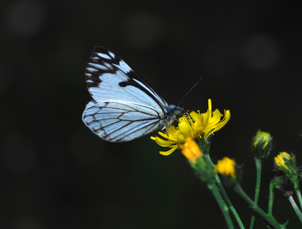 Pine White Butterfly on Tansy