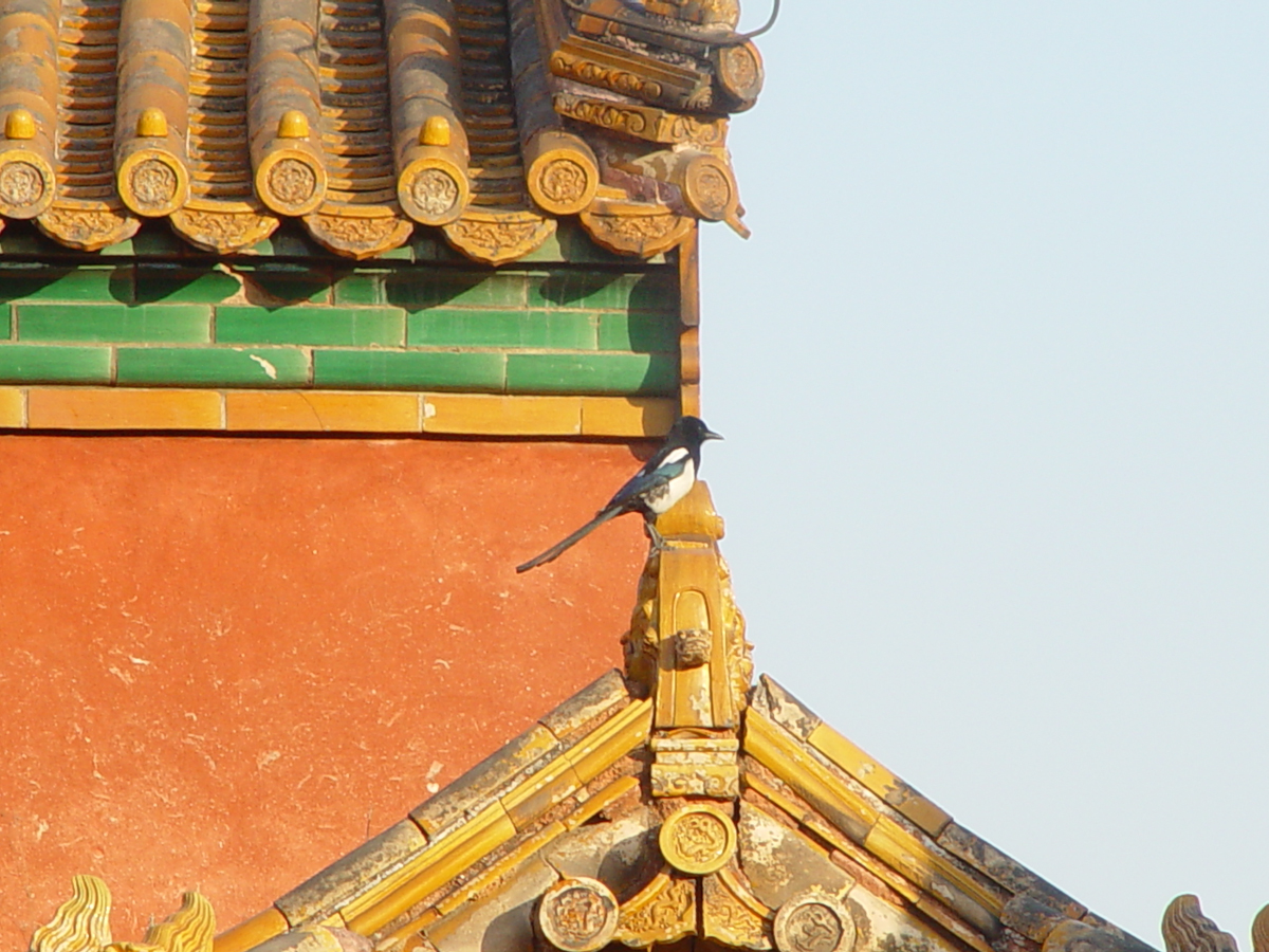 Magpie on rooftop in Forbidden City, Beijing China