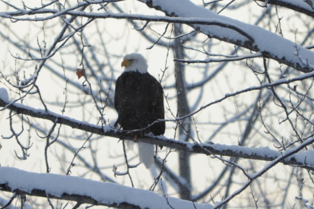Bald Eagle in winter, Alaska