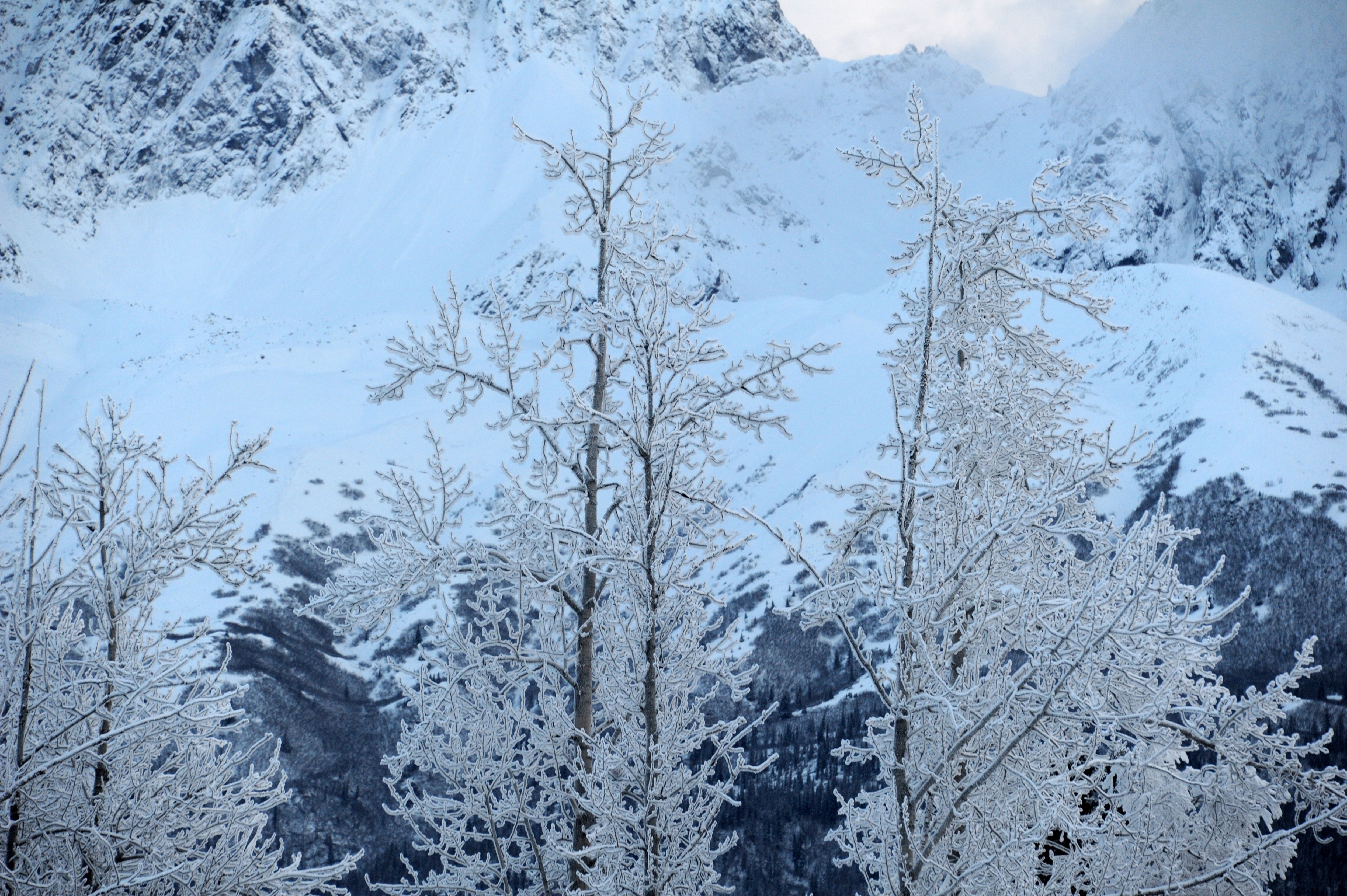 frozen trees Alaska