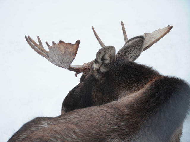 Reclining moose in the snow in Alaska