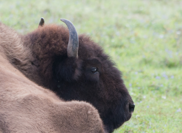American bison (buffalo)