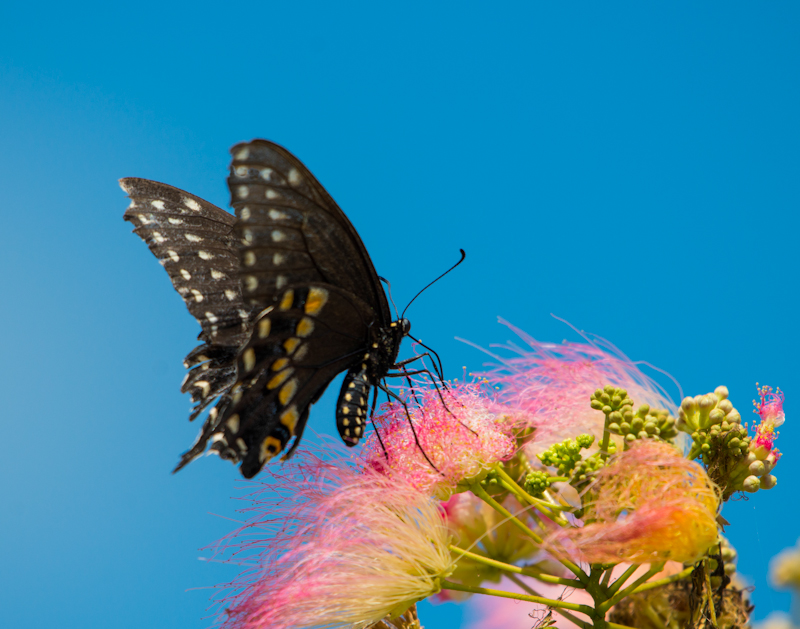 Black Swallowtail butterfly on Albizia, Silk Flower, against blue sky