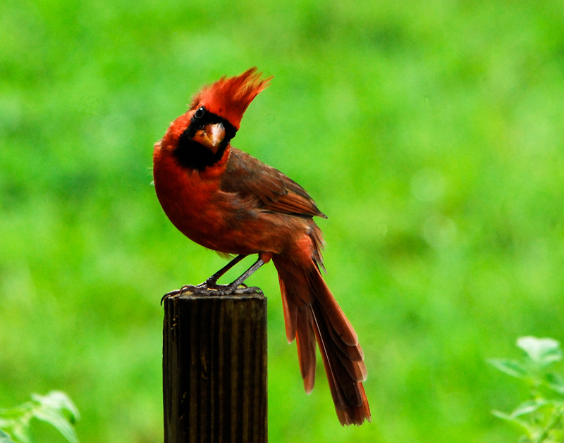 Young male cardinal on green background