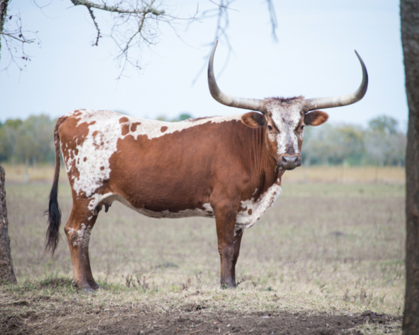 longhorn cow, Bevo, freckles, UT mascot