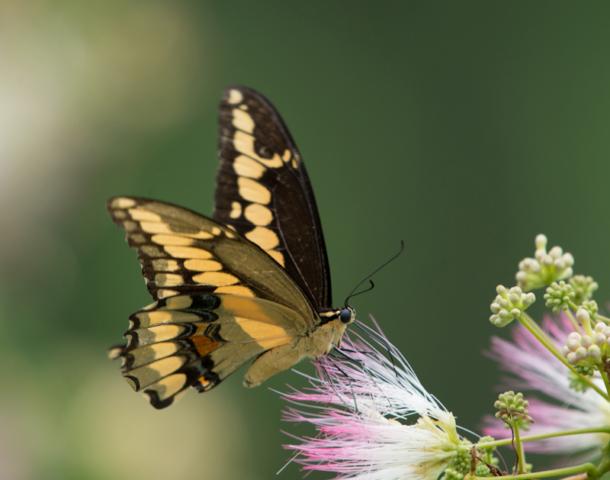 Giant Swallowtail on Albizia, Silk Flowers