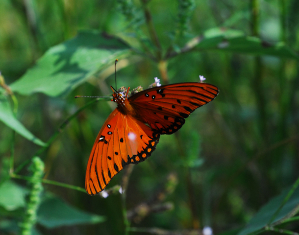 Gulf Fritillary Butterfly, orange and black