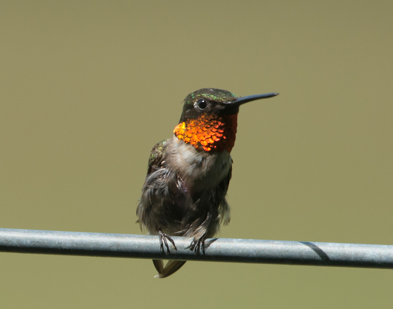 Ruby-throated hummingbird flashing ruby gorget