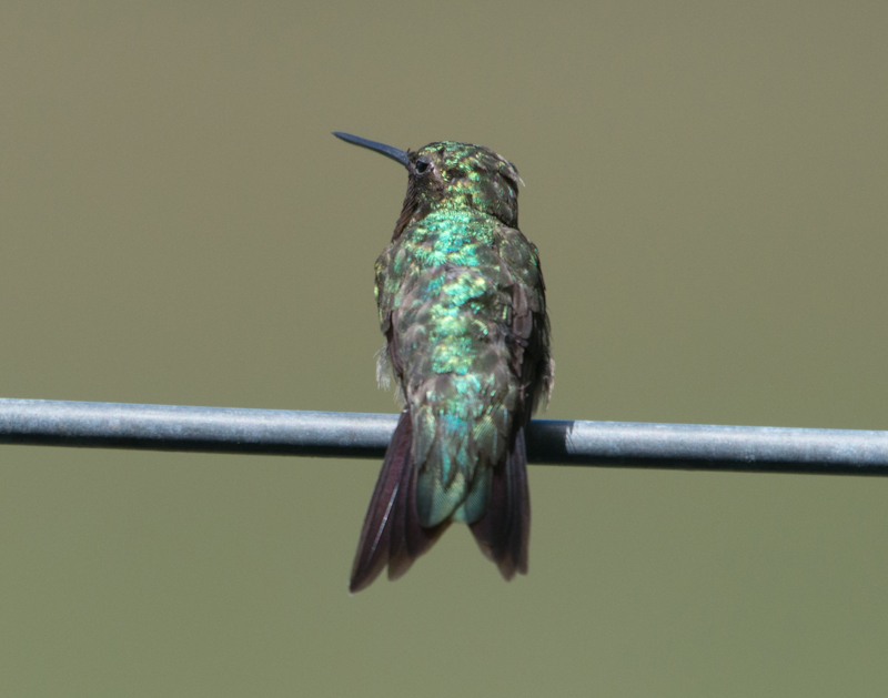 Ruby-throated hummingbird flashing his emerald back.
