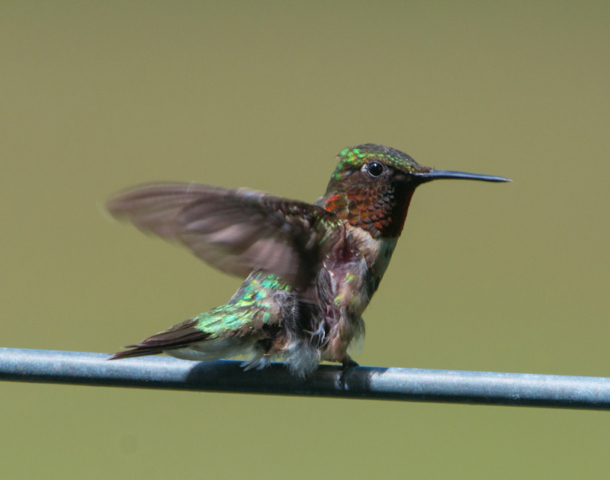 Ruby-throated hummingbird ready to take flight.