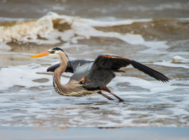 Great Blue Heron ready for flight on the beach at Freeport, Texas