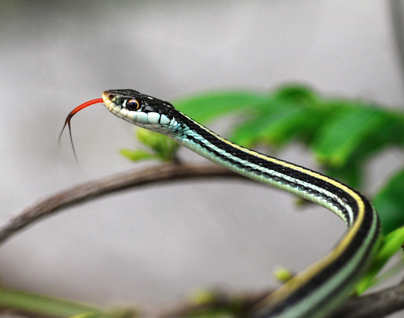 Gulf Coast Ribbon Snake, snake, garter snake, snake tongue