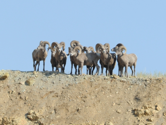 Bighorn sheep rams high desert Montana