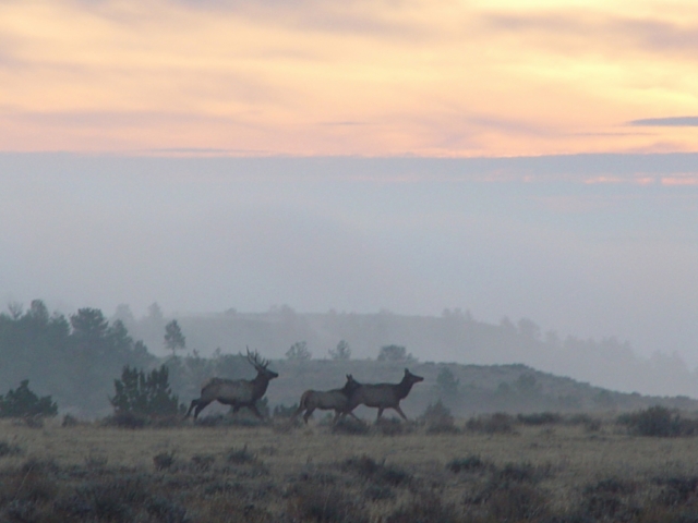 Bull elk with cow elk in early morning mist above the Missouri Breaks