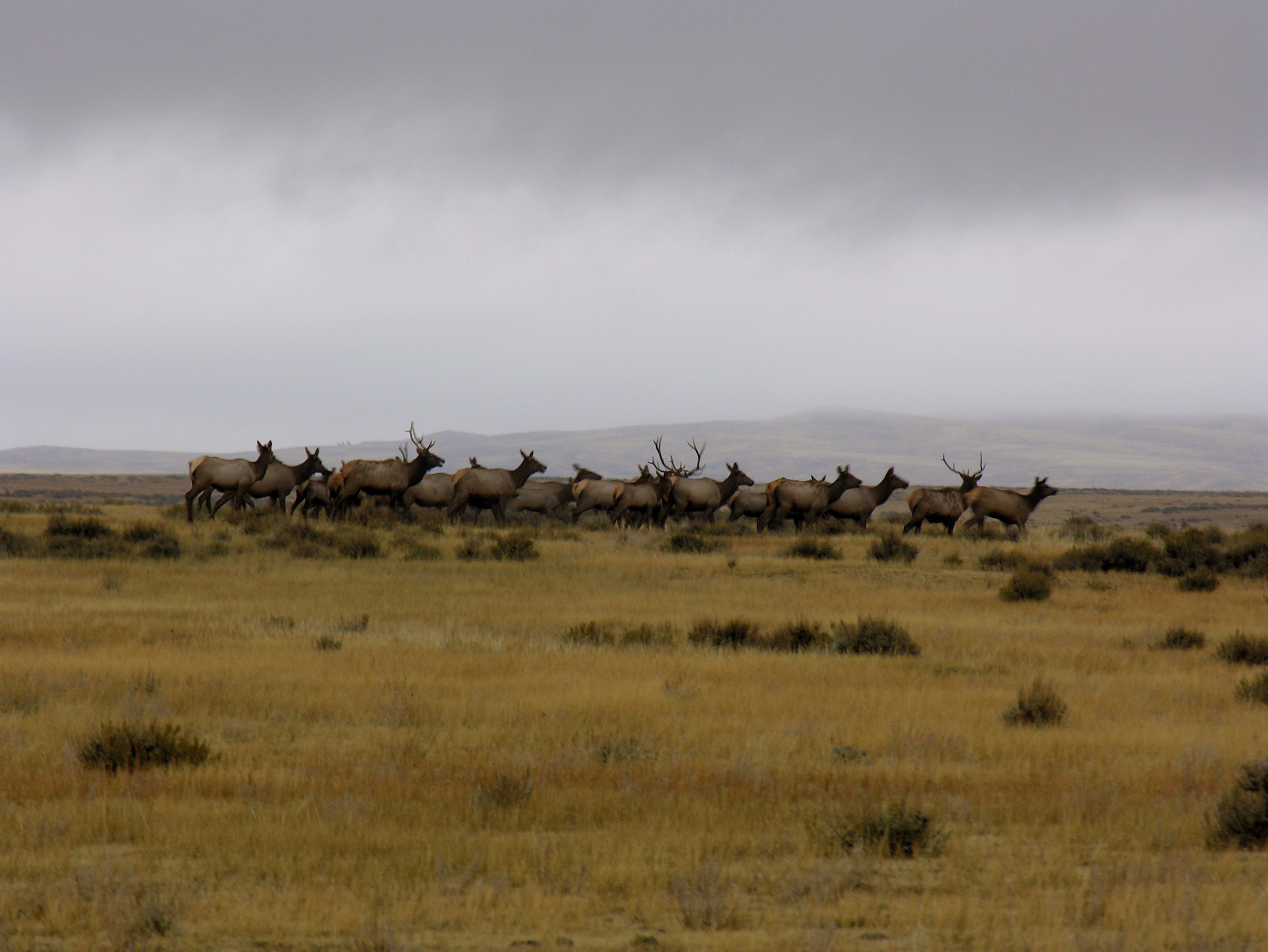 Large elk herd running across the high plains in Montana
