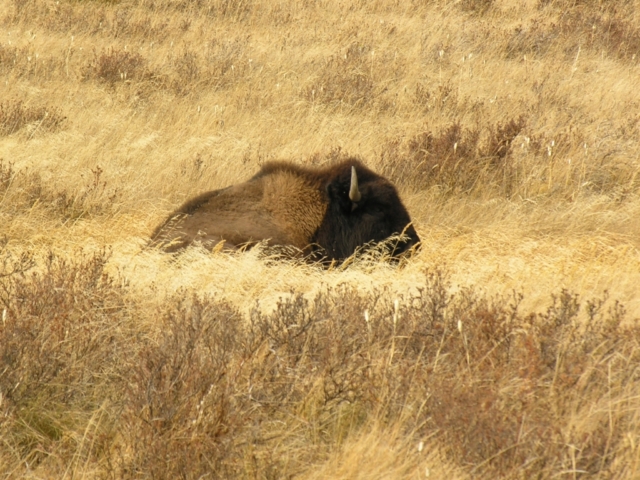 Bison in tall dry grass in high prairie, Montana