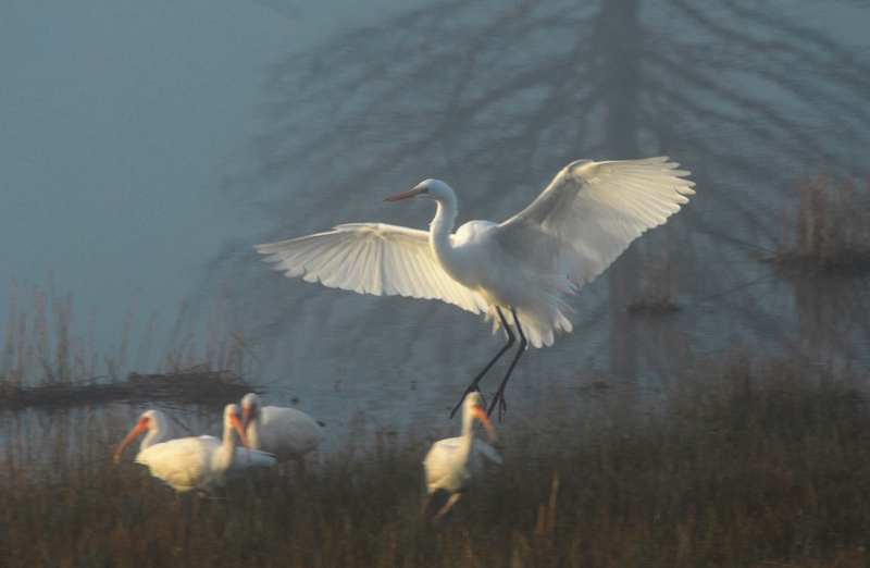 Great Egret and White Ibis in the fog in Brazoria County, Texas