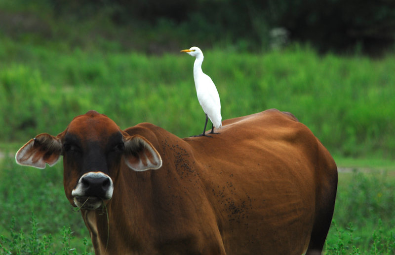 Cattle Egret on Red Cow in Brazoria County, Texas