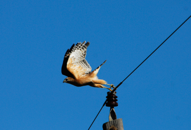 Red-shouldered Hawk launching into flight