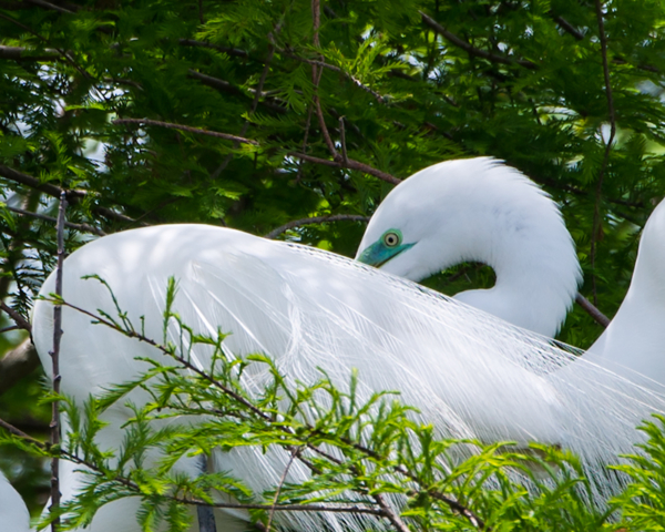 Great Egret in Breeding Plumage on nest in Brazoria County Texas