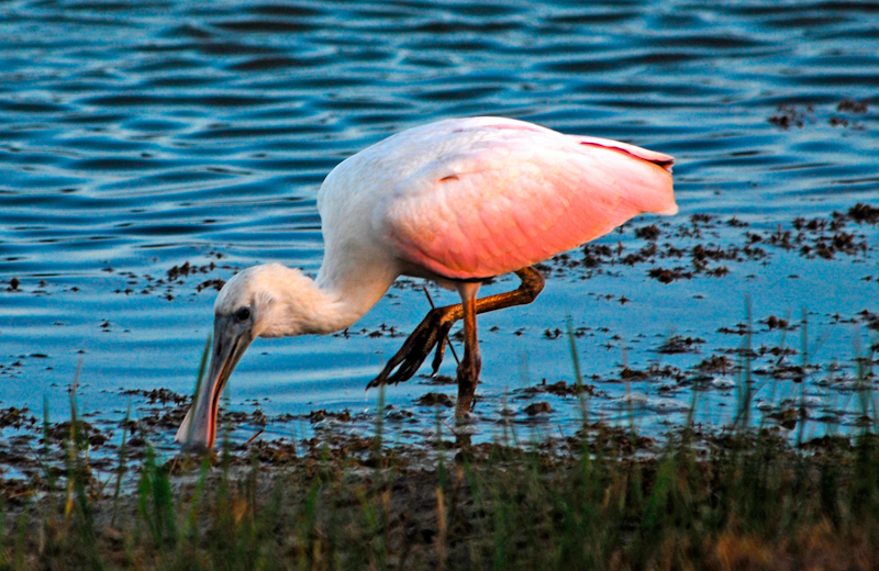 Roseate Spoonbill feeding at a pond in Brazoria County Texas