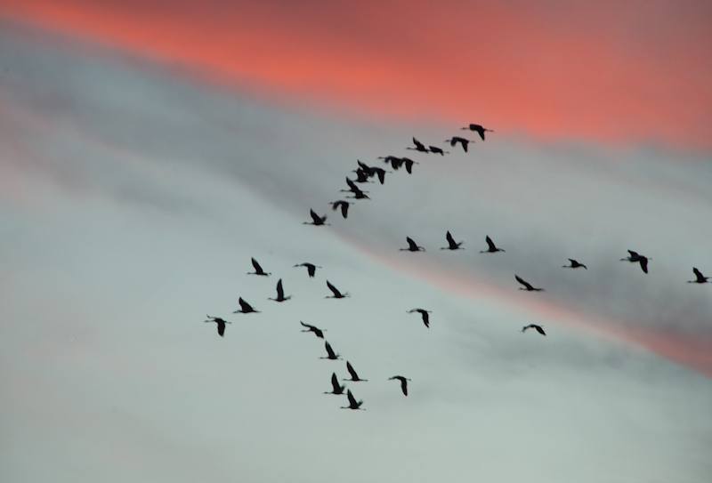 Sandhill Cranes flying across the sunset in Brazoria County Texas