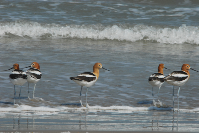 American Avocets on the beach at Freeport, Texas