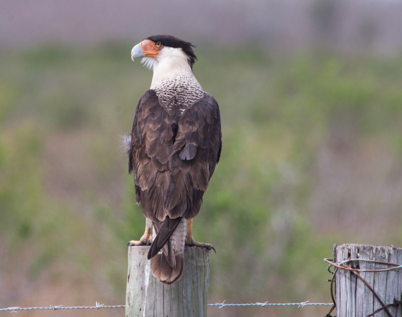 Crested Caracara on fencepost in Brazoria County, Texas