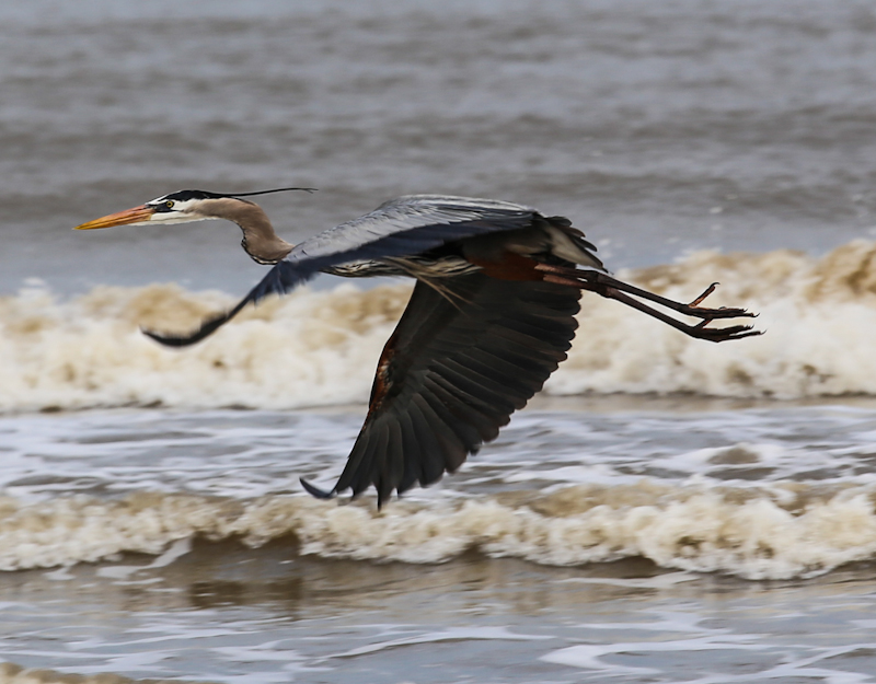 Great Blue Heron in low flight over the beach at Freeport Texas
