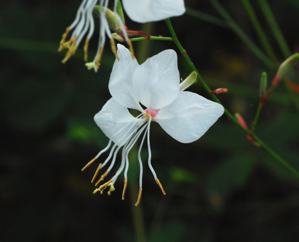 White Gaura wildflower long stamens