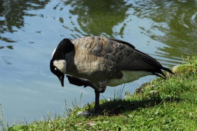Canada Goose at the water's edge