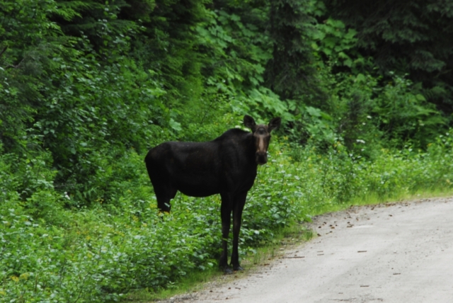 Cow moose crossing a mountain road in Northern Idaho