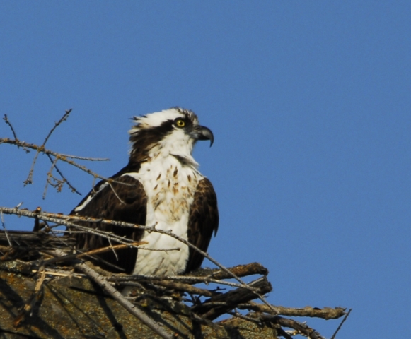 Osprey sitting on her nest in Northern Idaho
