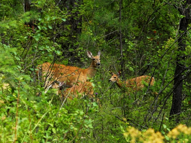 Whitetail Doe with fawns