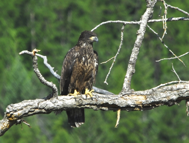 This juvenile bald eagle will get his white head next year