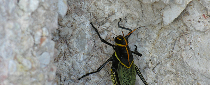 Horse Lubber Grasshopper